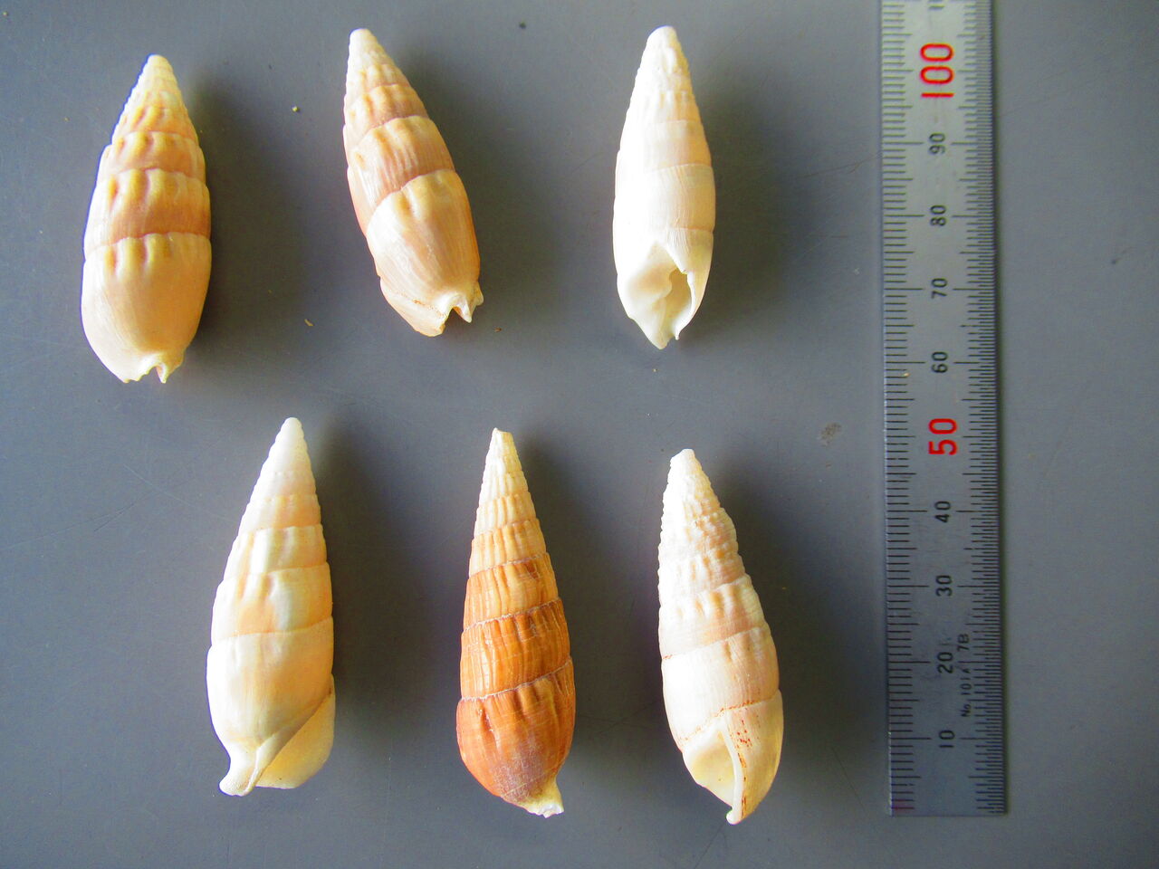 生物実験室＆生物同好会





カテゴリ：■生物標本 > 
■巻貝

貝　208　ヒダリマキマイマイ貝　207　ミスジマイマイ貝　206　オオギセル貝　205　モノアラガイ貝　204　キクノハナガイ貝　203　タマゴマメヒガイ貝　202　タイワンナツメガイ貝　201　クルマガイ貝　192　ジュズカケクダマキ貝　191　キタケノコガイ貝　190　ミガキトクサガイ貝　189　シチクガイ貝　188　イタチイモ貝　187　イボシマイモ貝　186　ベッコウイモ貝　185　ツヤイモ貝　184　ゴマフイモ貝　183　ヒナマクラ貝　182　オオジュドウマクラ貝　181　ホタルガイ