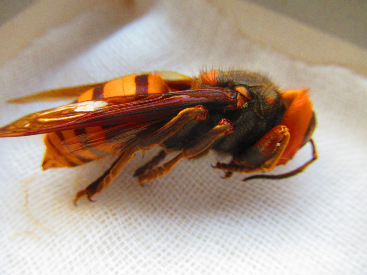 昆虫 81 オオスズメバチ 生物実験室 生物同好会