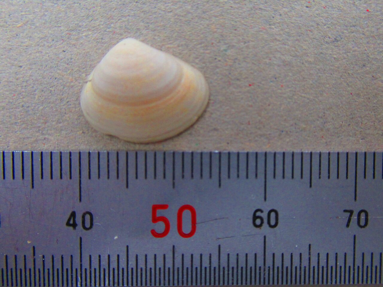 貝 70 キタノフキアゲアサリ 生物実験室 生物同好会 中央大学杉並高等学校