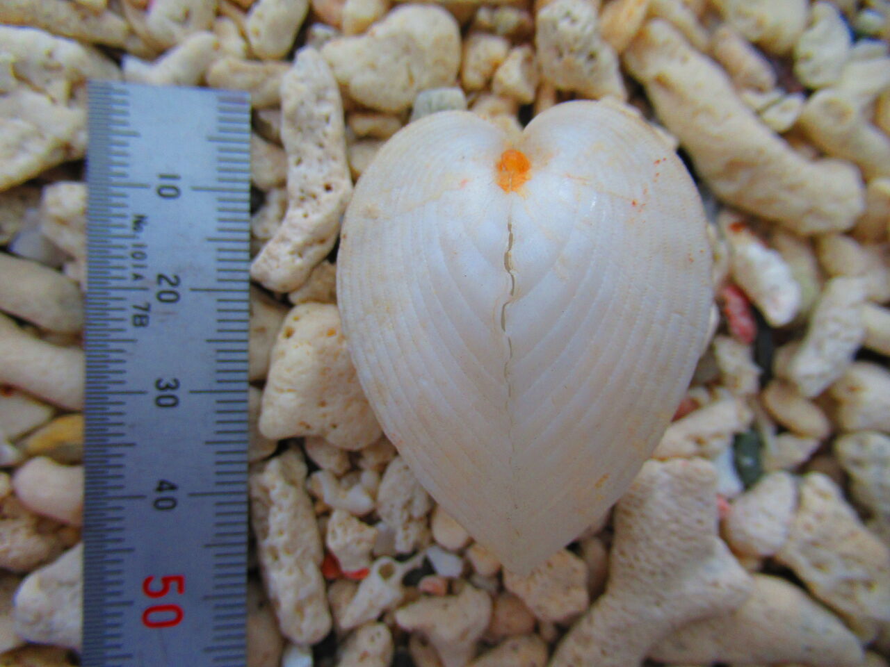 本物保証 リュウキュウアオイ ハート貝 3個セット 置物