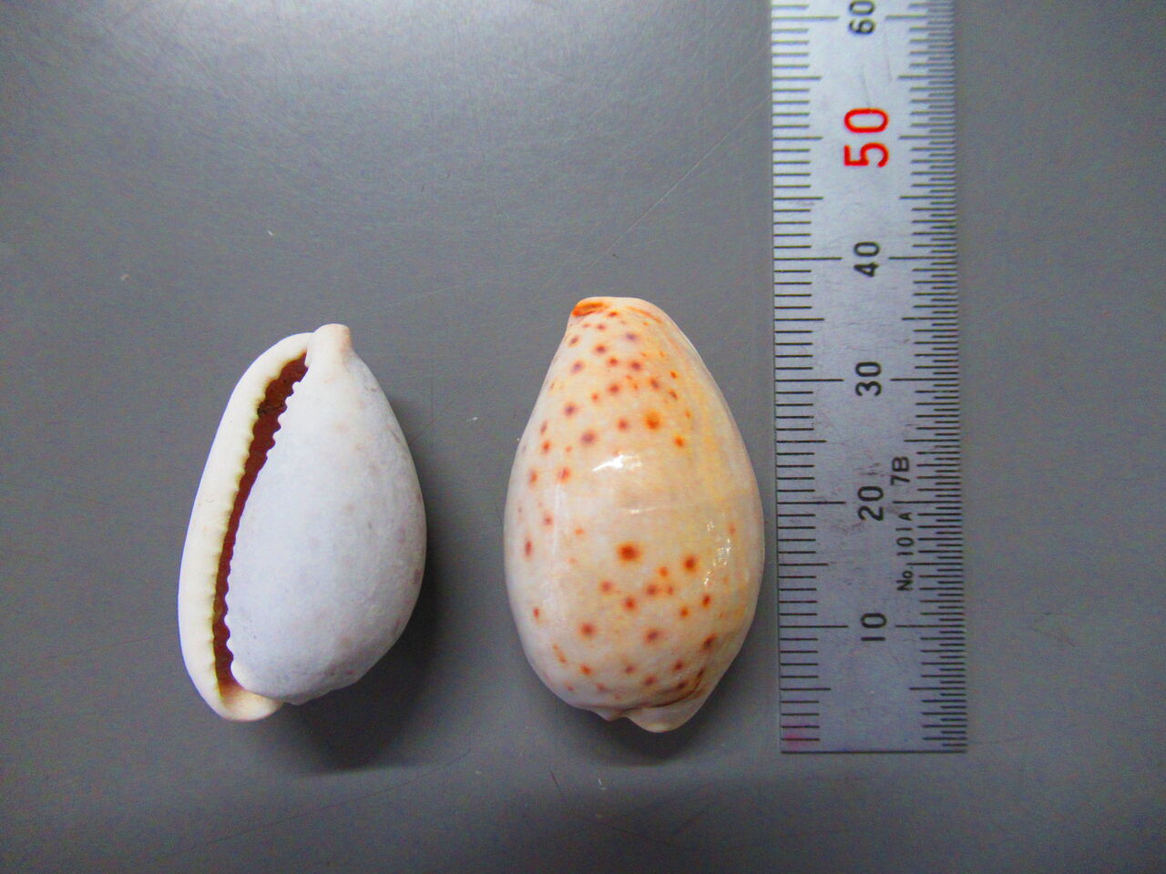 貝 134 オミナエシダカラ 生物実験室 生物同好会 貝 134 オミナエシダカラ 生物実験室 生物同好会