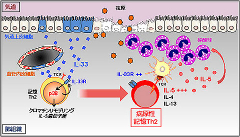 生命科学２chまとめ(・ω