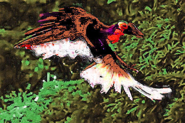 地球温暖化で千葉に怪鳥出現 我孫子名物南地犀鳥 憂国世界