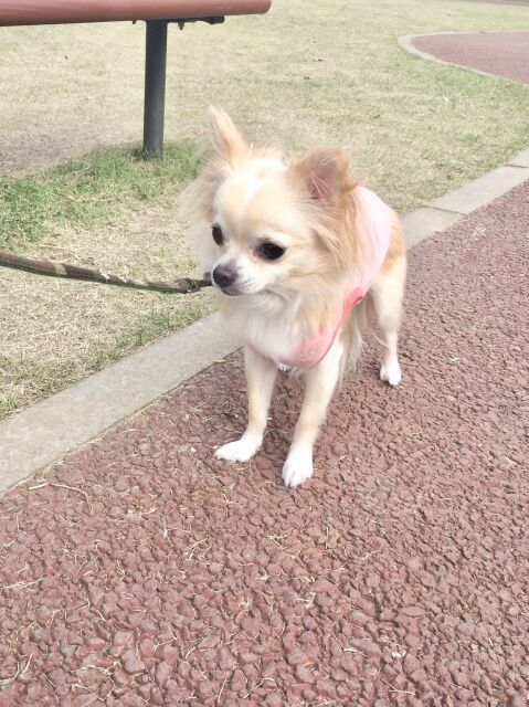 犬用のリード（可愛いチワワ）