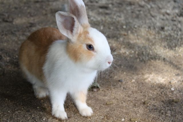 カイウサギ（イエウサギ）の可愛い写真画像