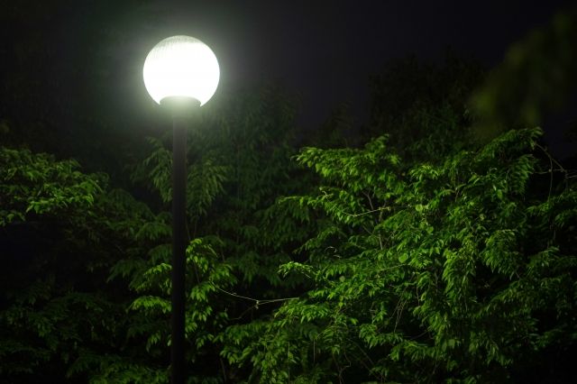 木が生い茂っているところに電灯