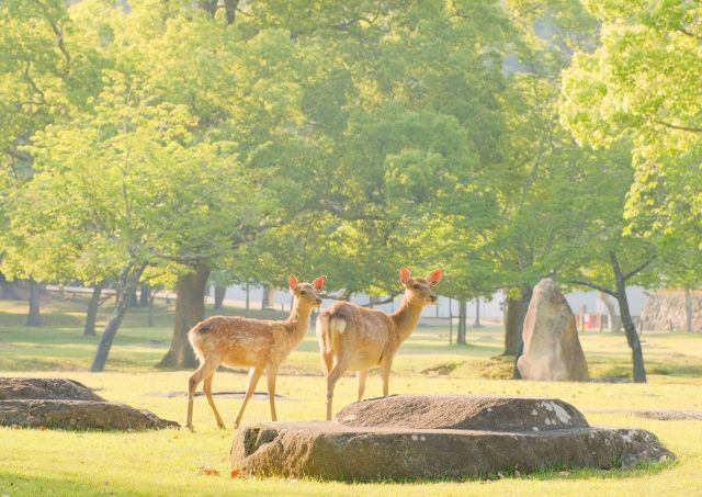 奈良公園の鹿