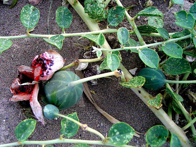 砂漠に生育する野生のスイカ 西域見聞録 砂漠に生育する野生のスイカ 西域見聞録