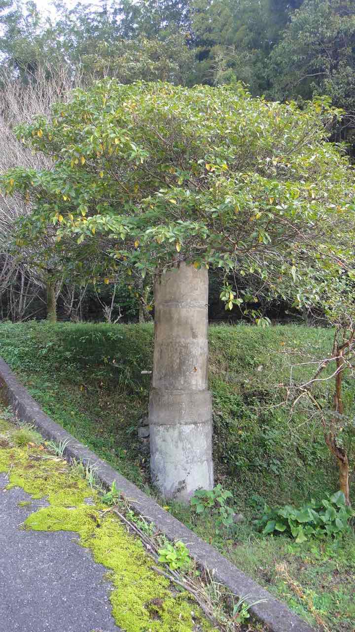 砥上山 セージlog