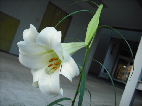 DSCF1036