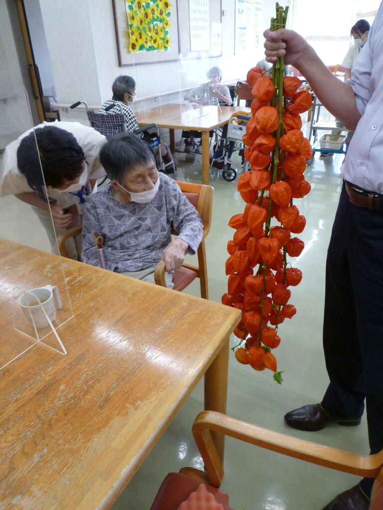 立派なほおずき 鬼灯 を飾りました ふくぶくろ せいじの地域日記