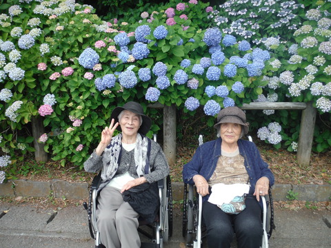 紫陽花1