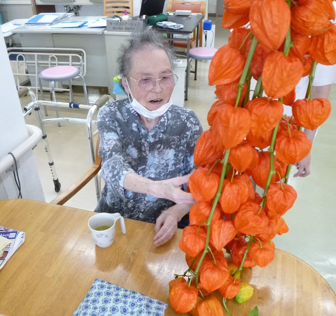 立派なほおずき 鬼灯 を飾りました ふくぶくろ せいじの地域日記
