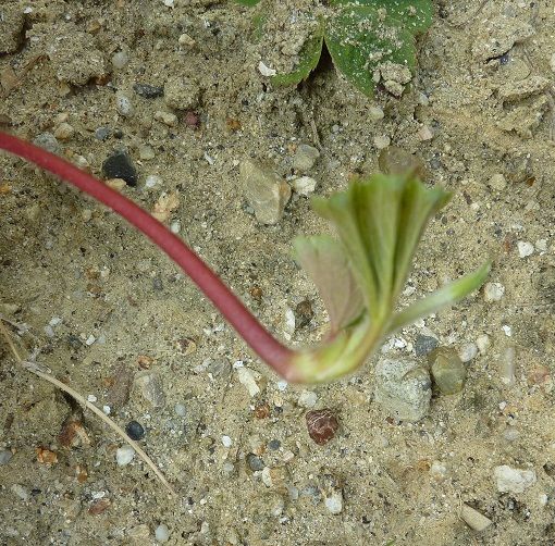 イチゴの株の増やし方 ヂケ太の生活役立ちブログ 私の経験した生活の知恵教えます