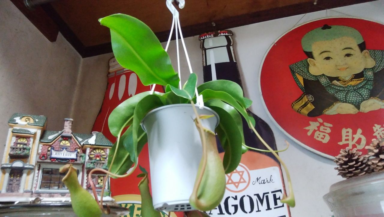 ネペンテスアラータ あんおばさんのエプロン生活3 ネペンテスアラータ あんおばさんのエプロン生活3