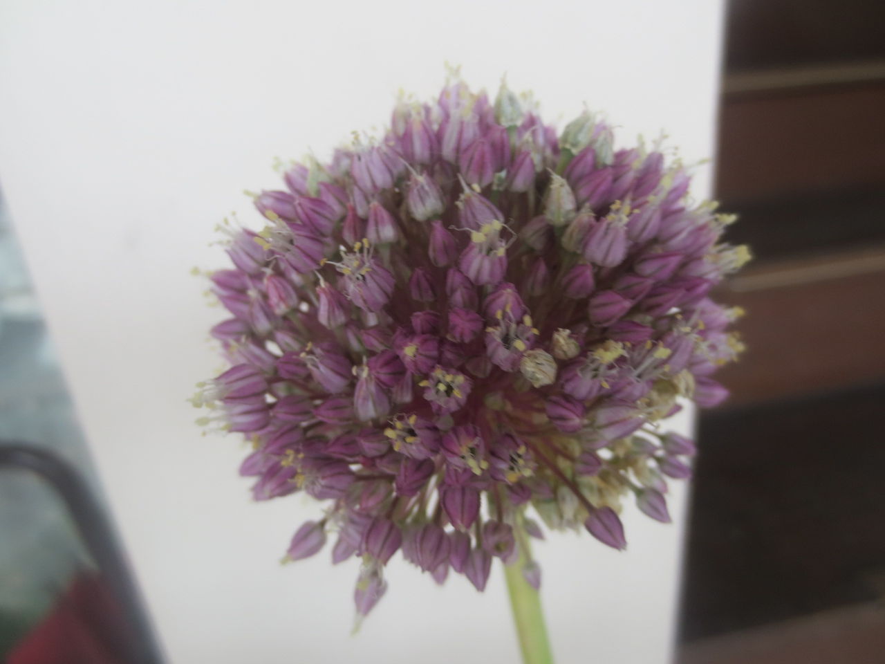ウコンの花とジャンボニンニクの花 あんおばさんのエプロン生活３