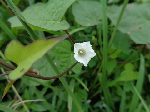 DSC01517