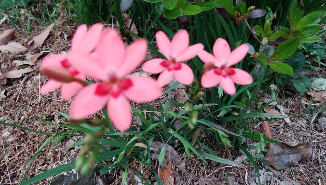 白い花が赤い実に あんおばさんのエプロン生活３