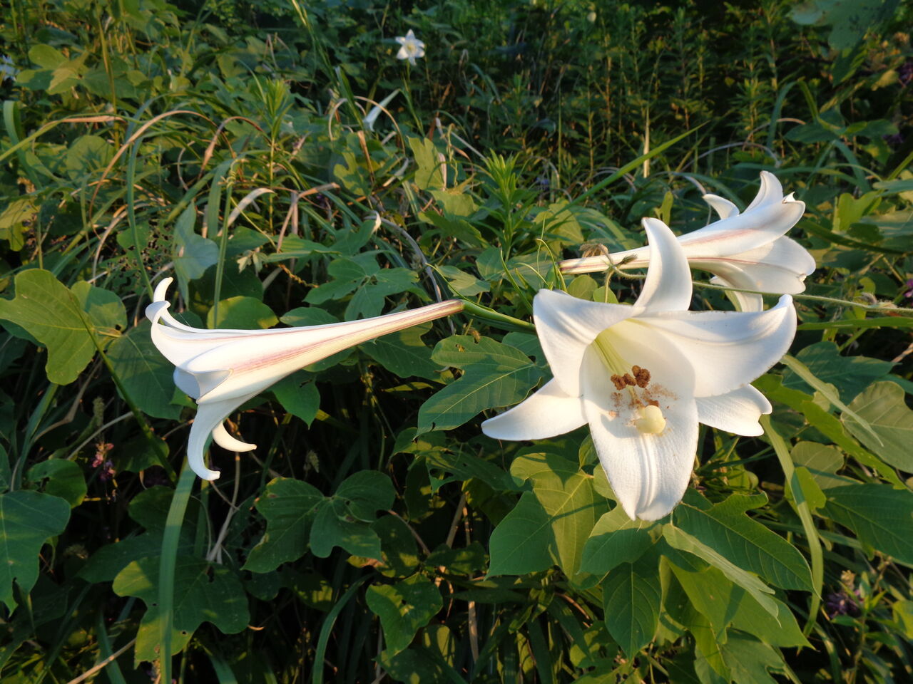 ユリの花 あんおばさんのエプロン生活3 ユリの花 あんおばさんのエプロン生活3