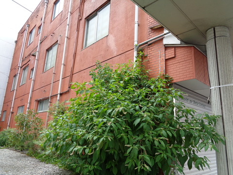 DSC00818
