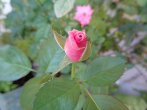 DSC01350