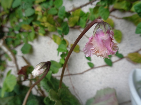 DSC01163