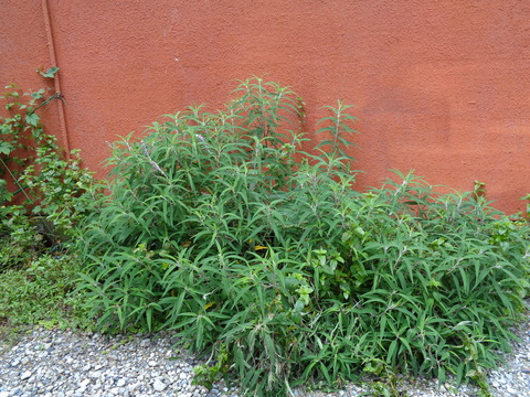 DSC00822