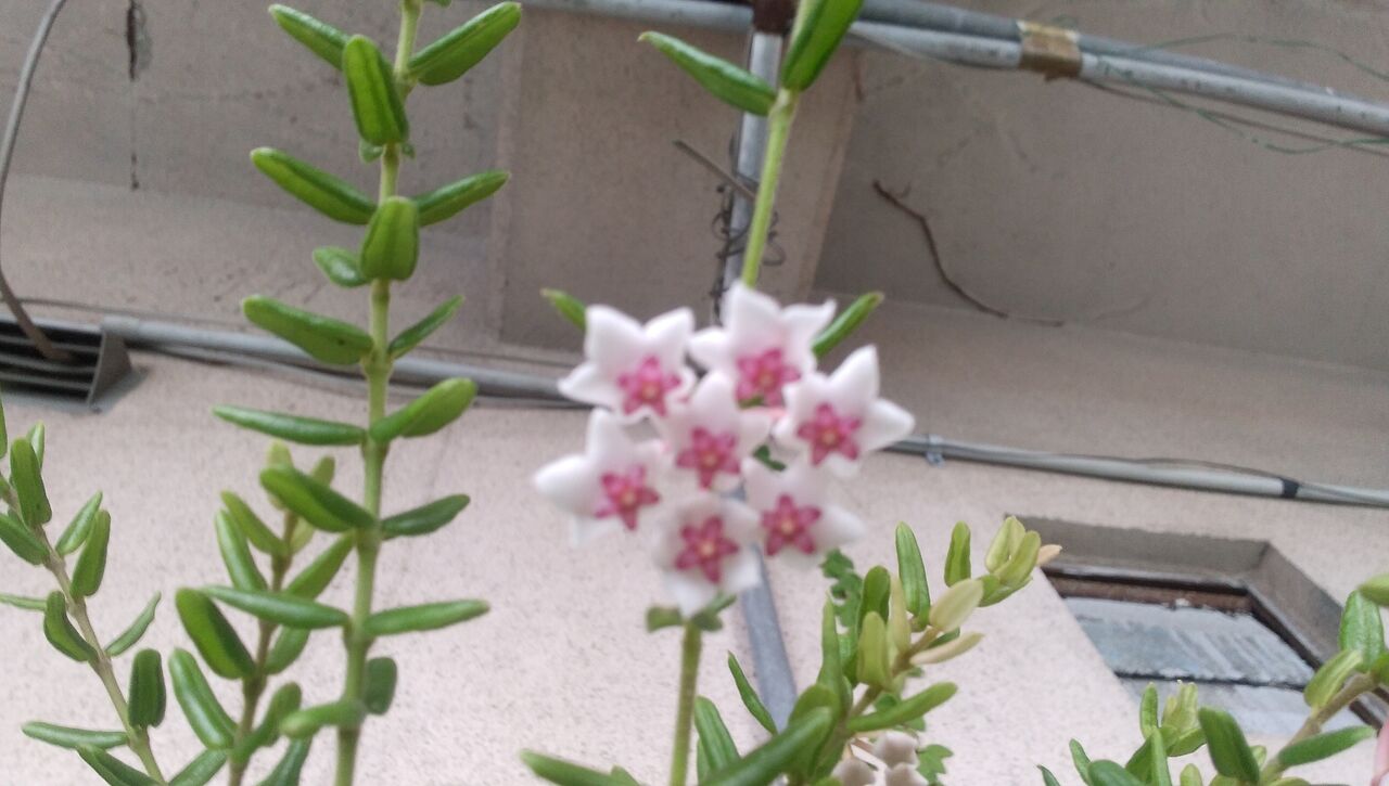 イタリアンパセリの花 あんおばさんのエプロン生活３