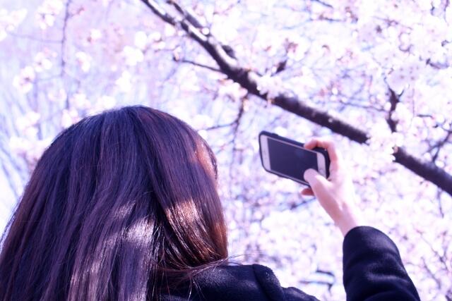 桜