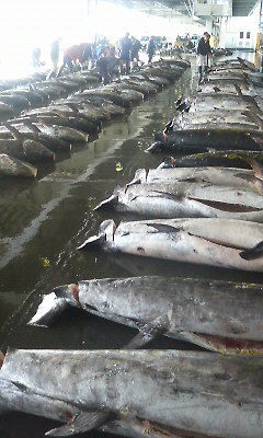 魚市場2.JPG