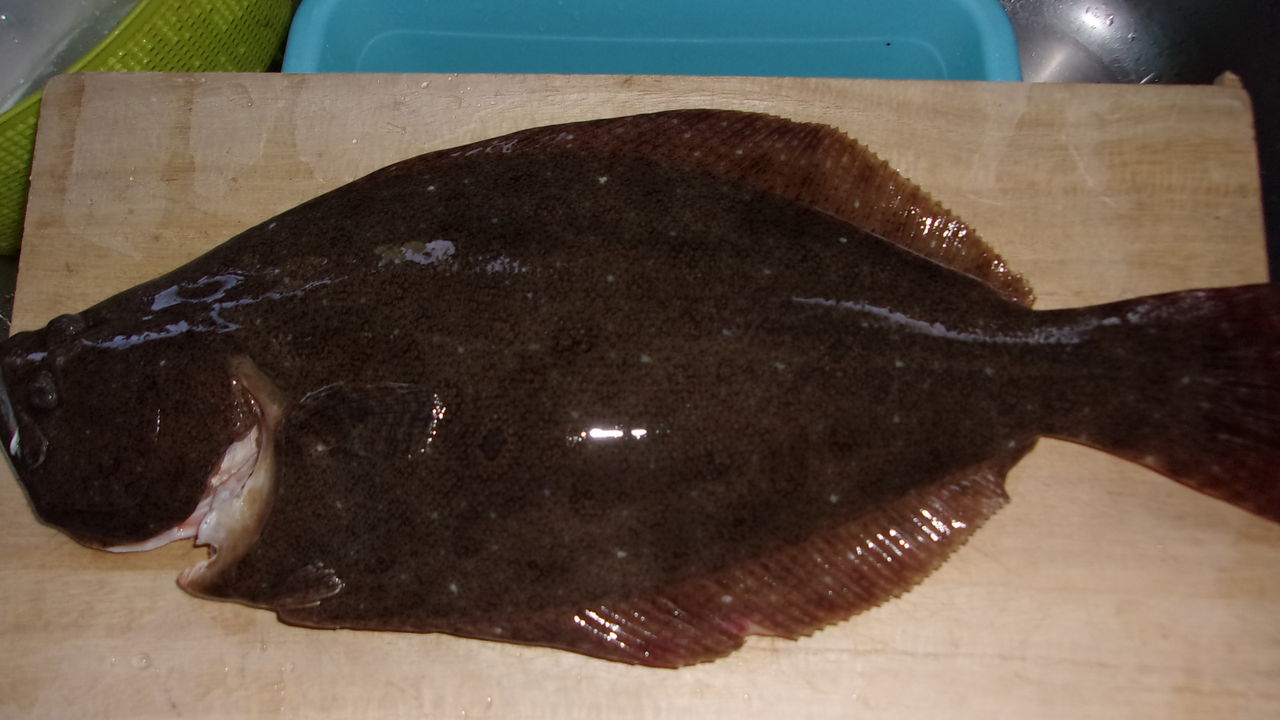 青森で魚釣り その 津軽サーフヒラメ 津軽 オモシェ な