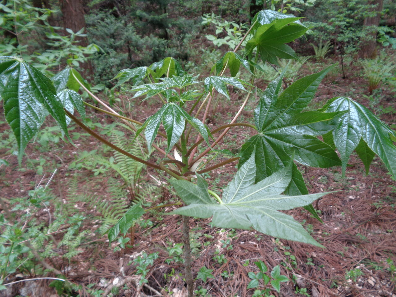 山遊び その ウコギ科 兄弟 津軽 オモシェ な 山遊び その ウコギ科 兄弟 津軽 オモシェ な
