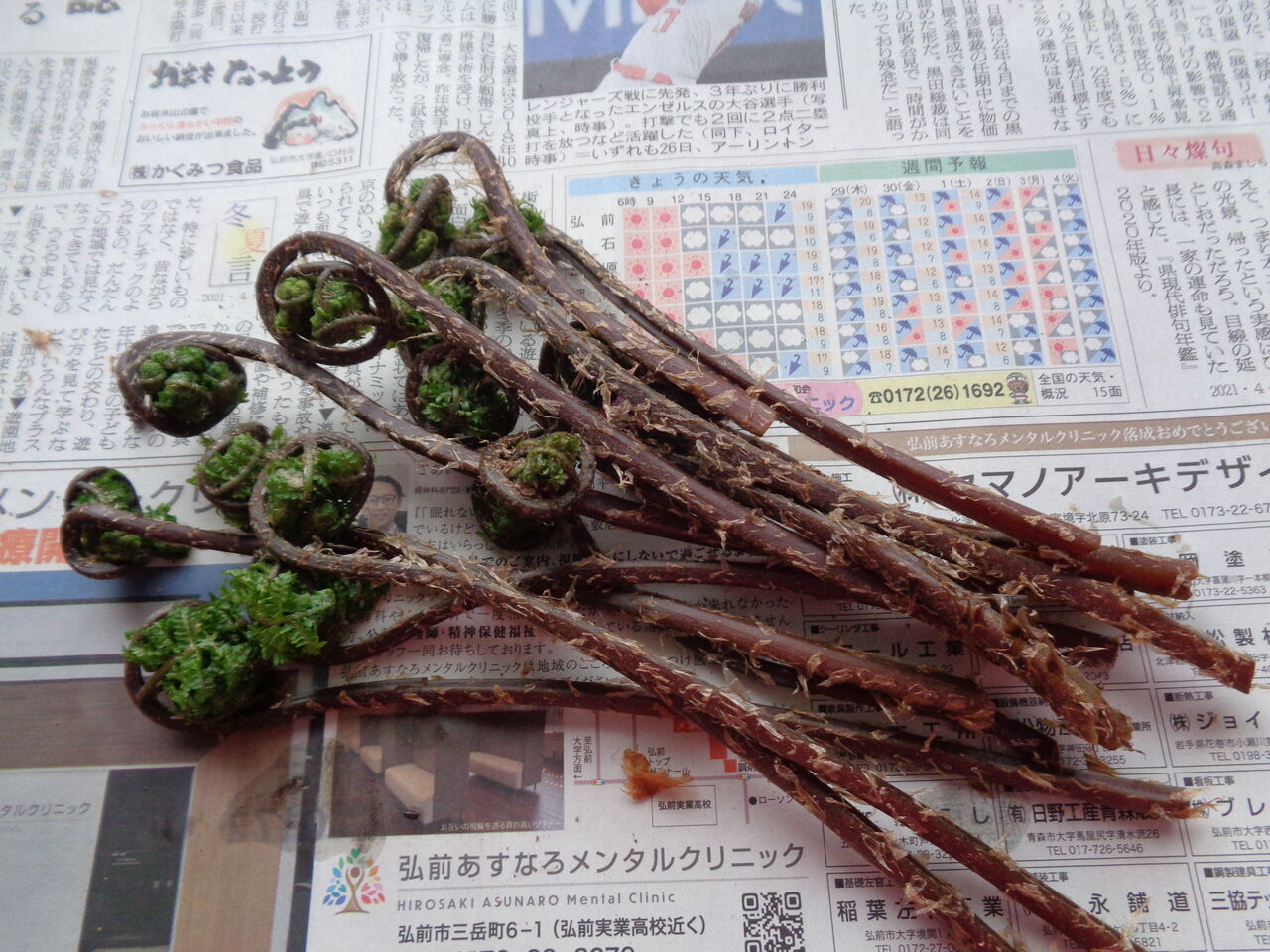 山遊び その 山菜採り開始 津軽 オモシェ な