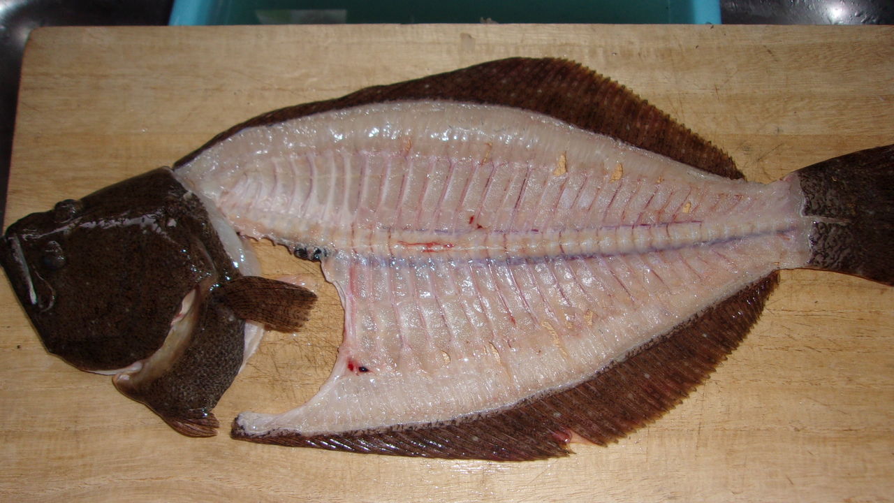 青森で魚釣り その 津軽サーフヒラメ 津軽 オモシェ な