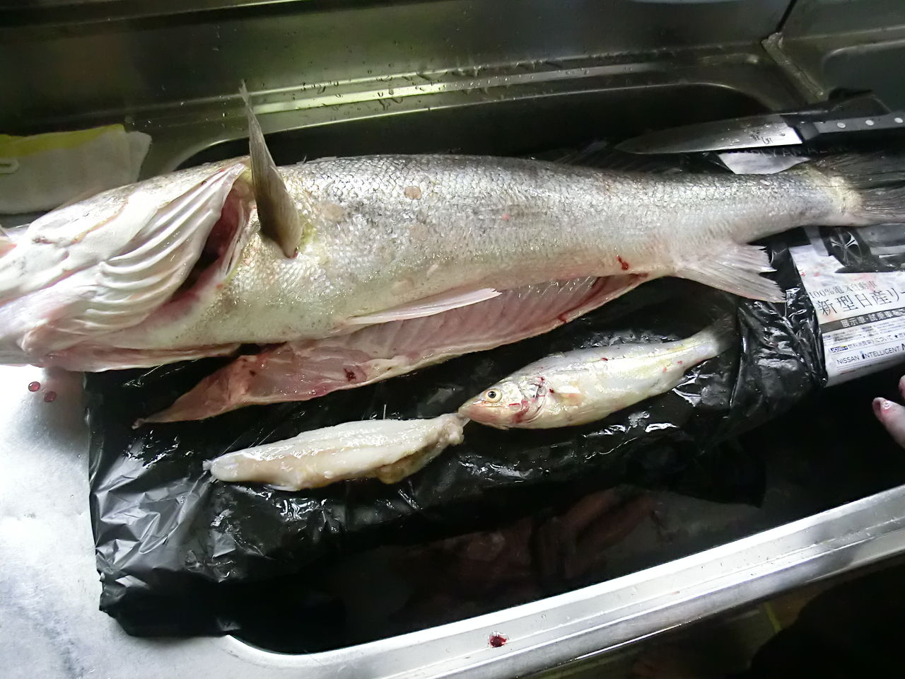 青森で魚釣り その 津軽ランカーシーバス 津軽 オモシェ な 青森で魚釣り その 津軽ランカーシーバス 津軽 オモシェ な