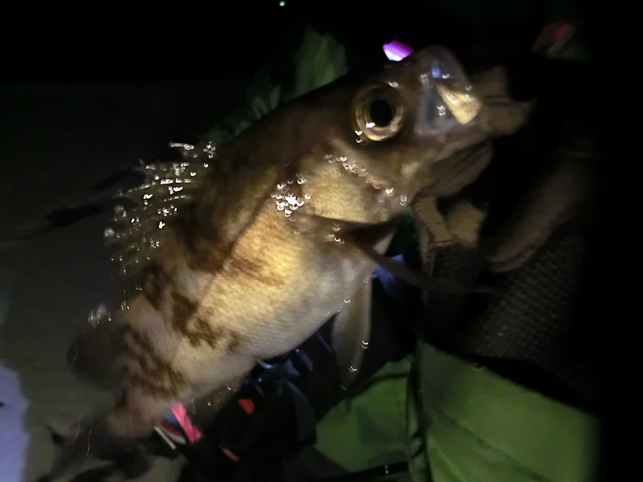 青森で魚釣り その 新年メバル好発進 津軽 オモシェ な 青森で魚釣り その 新年メバル好発進 津軽 オモシェ な