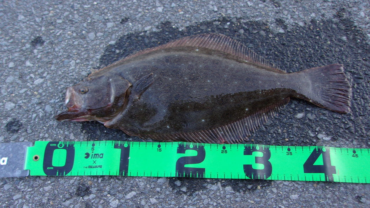 青森で魚釣り その 津軽サーフヒラメ 津軽 オモシェ な
