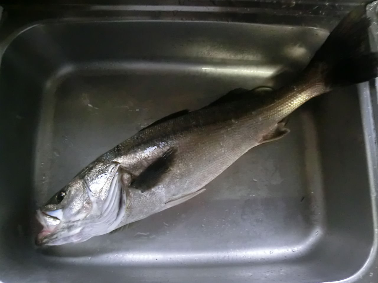 青森で魚釣り その 津軽ランカーシーバス 津軽 オモシェ な 青森で魚釣り その 津軽ランカーシーバス 津軽 オモシェ な