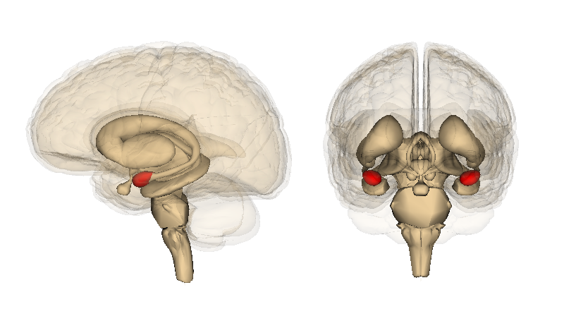 Amygdala