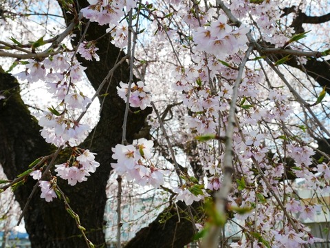 R2桜1