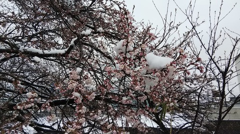 サクラと雪