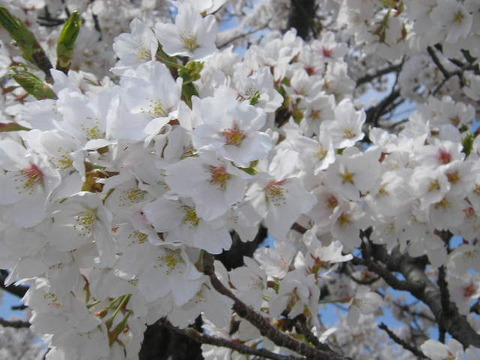 桜の花10