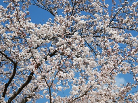 R2桜2
