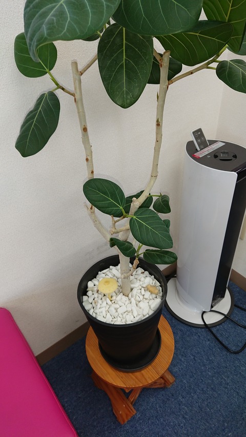 植物
