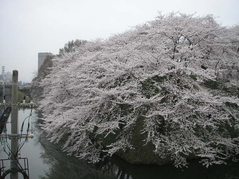 桜の花06