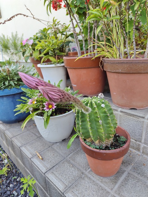 250814131053791IF_1_BURST250814131053791_COVER