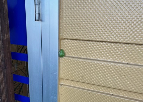 カエル