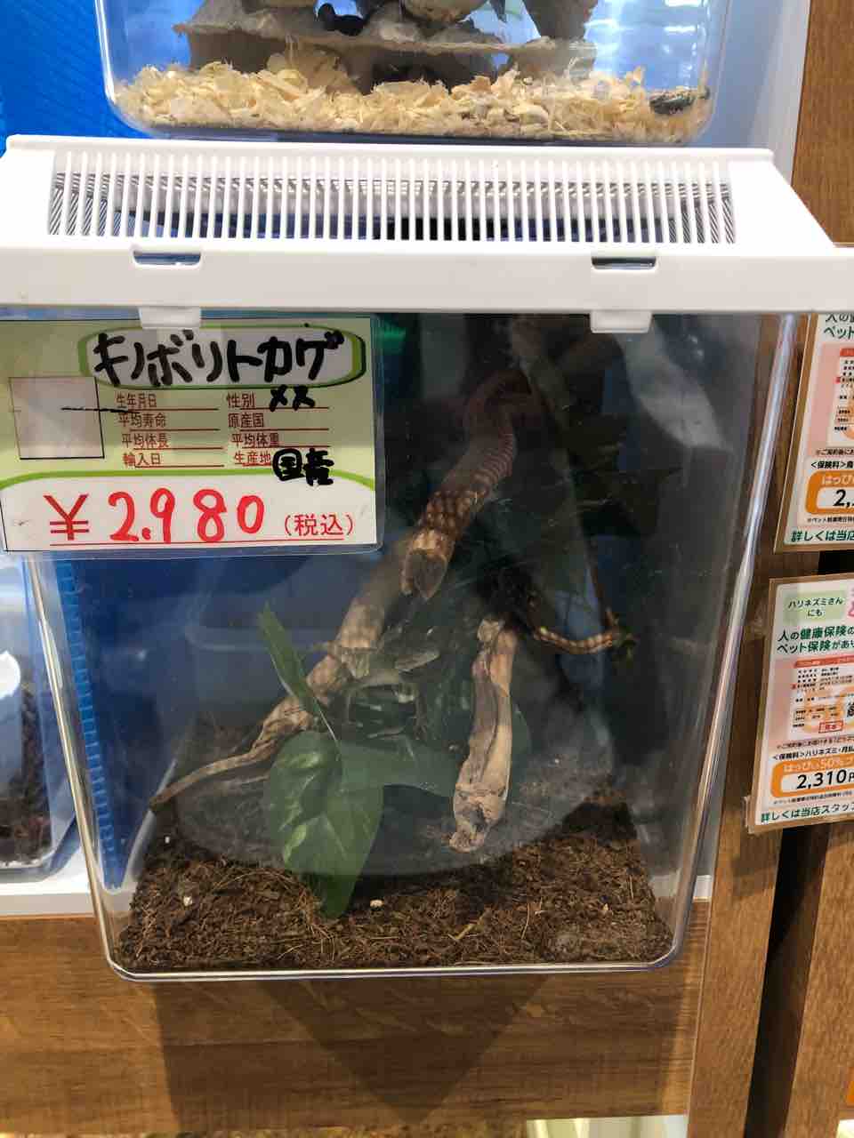 キノボリトカゲ アタクー やりたいことをやりたいだけ
