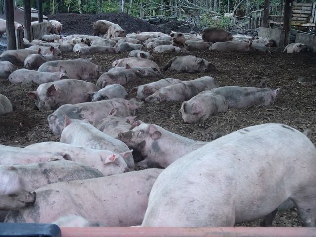 どろ豚との交流 とかち体験記 Part 星槎国際帯広