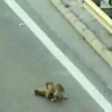 犬を助ける犬